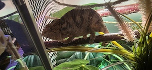 Pantherchamäleon Weibchen 