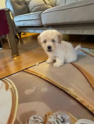 süße hunde 