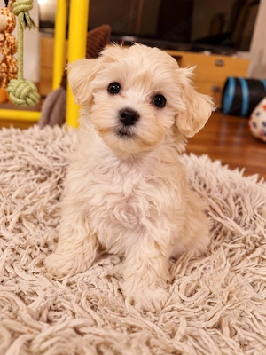Maltipoo F1 Verpaarung Malteser Toypudel Zwergpudel 