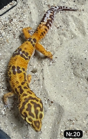    Leopardgecko Bock   Tangerine Tremper
