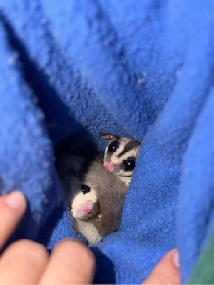 Drei liebevolle Sugar Glider suchen ein neues Zuhause     