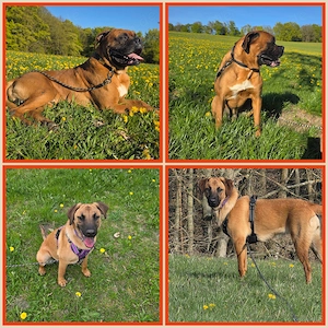 Hundewelpen in liebevolle Hände abzugeben 