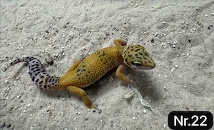    Leopardgecko abzugeben 