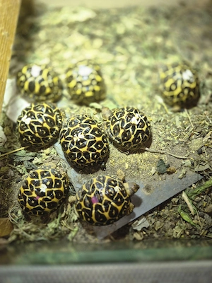 Sternschildkröte geochelone elegans Nachzuchten 