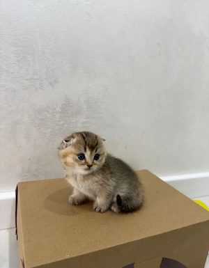 Exotic Shorthair