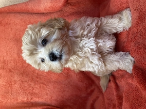 Maltipoo-Welpen ein Zuhause !