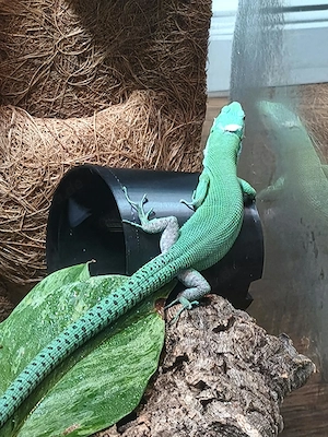 Grüne Baumeidechse   Gastropholis prasina   Männchen