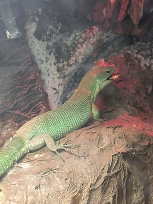 2 Grüne Baumeidechsen   Gastropholis prasina   Weibchen