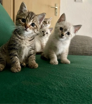    BKH-Siam-Mix Kitten suchen liebevolles Zuhause   