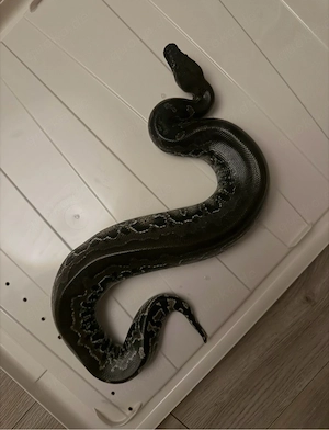 Python curtus "Black Head" 0.1
