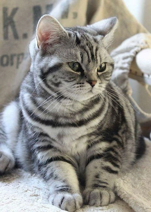bhk wiskatze 