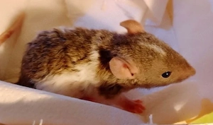 Rattenmädchen suchen ein neues Zuhause 
