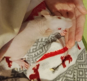 Nacktratten Jungs bereit für ein neues Zuhause (Liebhaber-Tiere)