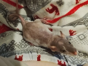 Nacktratten Jungs bereit für ein neues Zuhause (Liebhaber-Tiere)