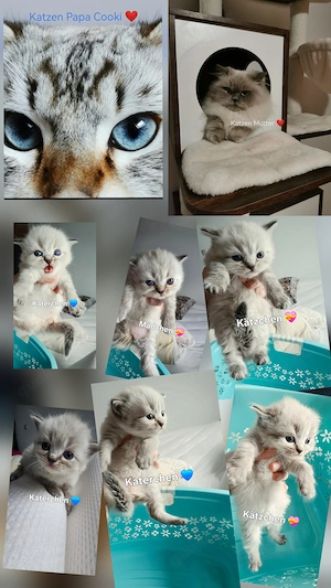 Heilige Birma Kitten 6 Babys