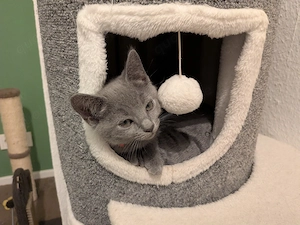 Russisch Blau Kitten mit Stammbaum suchen ihre Familie 