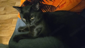 Kater zu verkaufen 