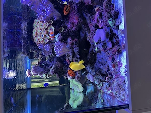 Seewasser-Aquarium. Leider müssen wir ausziehen, 