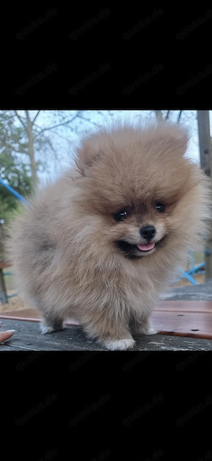Pomeranian 