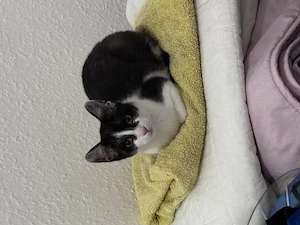 Zwei Haus Katzen aber keine Geschwister 