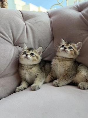 Britisch Kurzhaar- Katzen