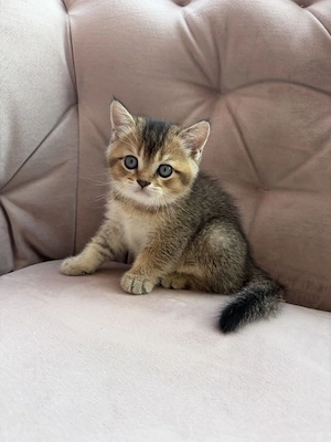 Katzen BKH reinrassig