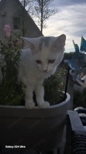 Junge katze
