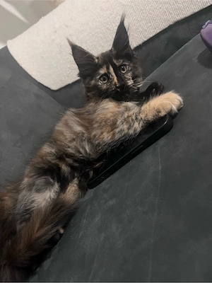 Maine Coon Kitten
