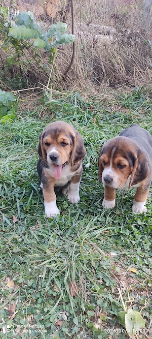 Beaglewelpen tricolor reinrassig 