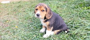 Beaglewelpen tricolor reinrassig 