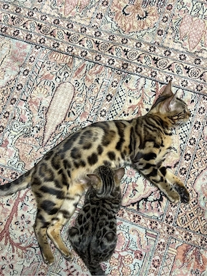 Bengal Katzen 