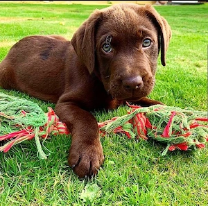 Männliche und weibliche Labrador-Welpen suchen ein liebevolles Zuhause :