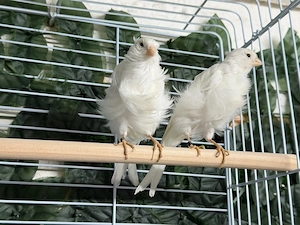 kanarienvögel Pariser 
