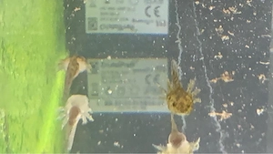 axolotl babys