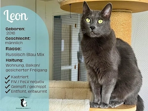    Leon   ein ruhiger Kater, der wieder ein Zuhause sucht