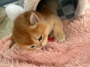 bkh kater 