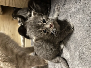 Maine Coon Mix - Neva Masquerade 