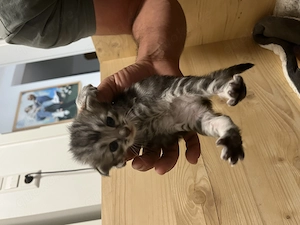 Maine Coon Mix - Neva Masquerade 