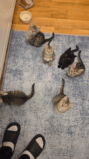 6 Baby Katzen Kitten 