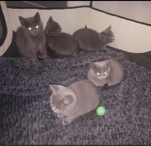 BKH kitten bereit zur abholung nur noch fünf