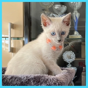 Abgabebereit!Reinrassige Russisch Blau mit Stammbaum, Kitten, kitten.