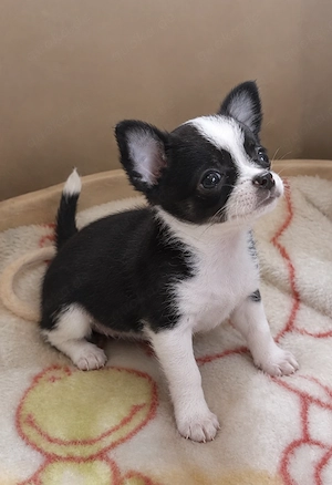 Süßes Chihuahua-Mädchen 12 Wochen alt sucht Traumplatz
