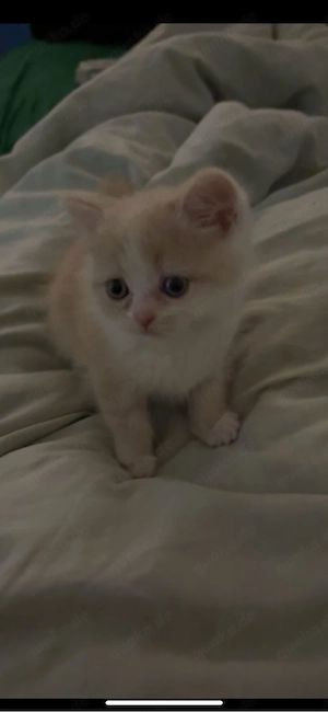 baby katze 