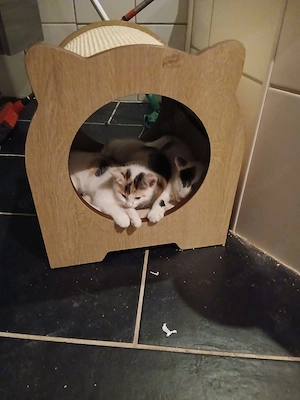 Katzenbabys