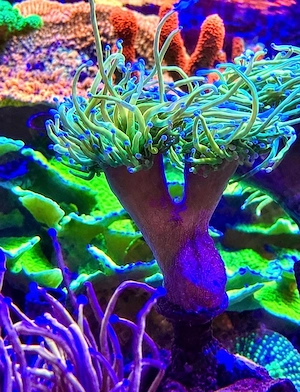 euphyllia holy grail ableger meerwasser korallen 