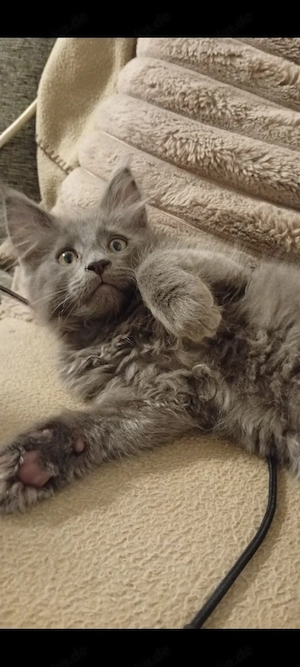 Maine coon( Creme Tabby )Drei Monate 