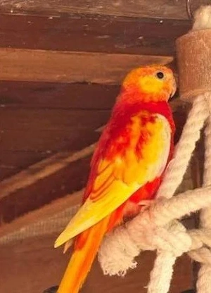 Schönsittich Hahn in Rot suche