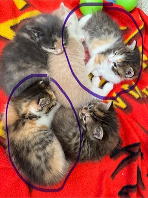 Babykatzen