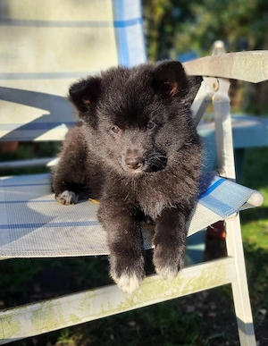 Deutscher Spitz Großspitz Mittelspitz