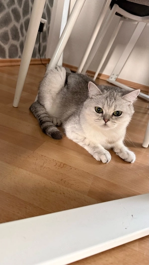 bkh katze Nala 1,5 jahre alt 
